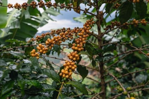 Brazil Serra Negra Natural